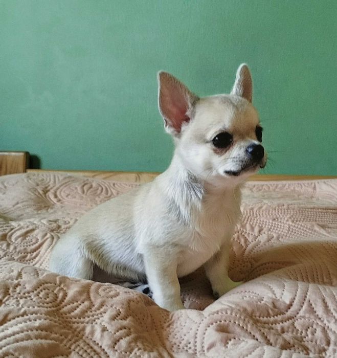 Chihuahua maleńki piesek krótkowłosy