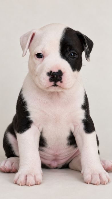 American Staffordshire Terrier