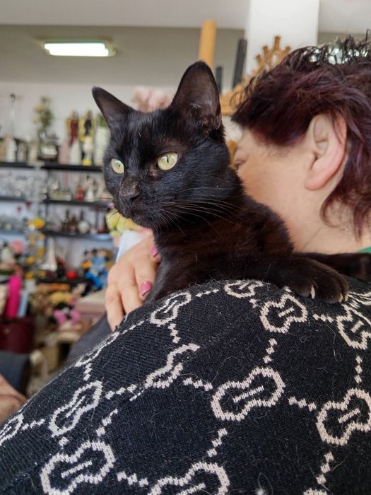 Gatinha de 1 aninho para adopção