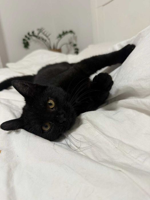 4-miesięczna Luna szuka odpowiedzialnego domu