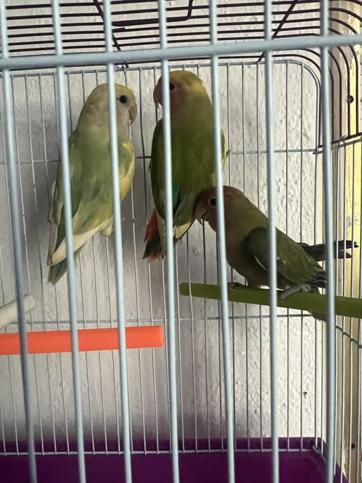 Rosseicolis / agapornis