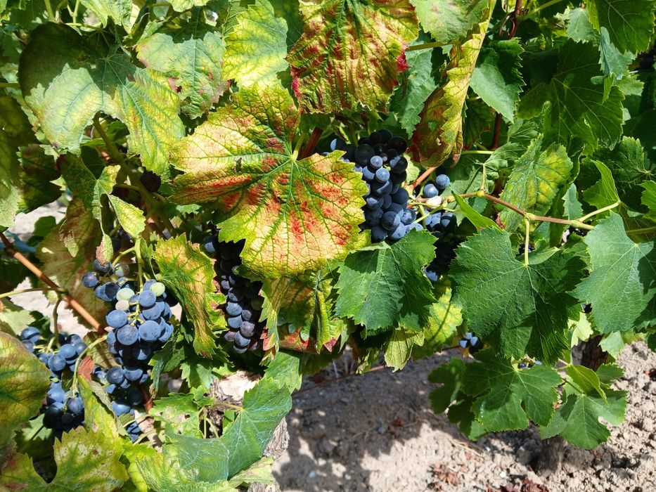 Vendo uvas tintas e brancas para vinho