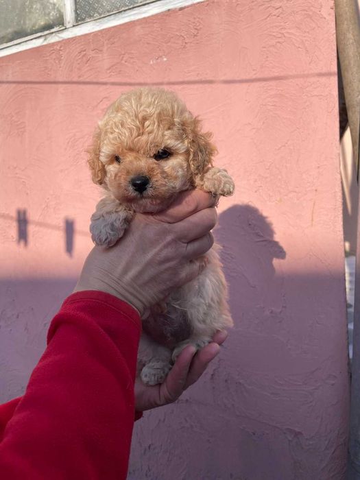 Цуценятка мальтіпушки з доставкою у Ваше місто