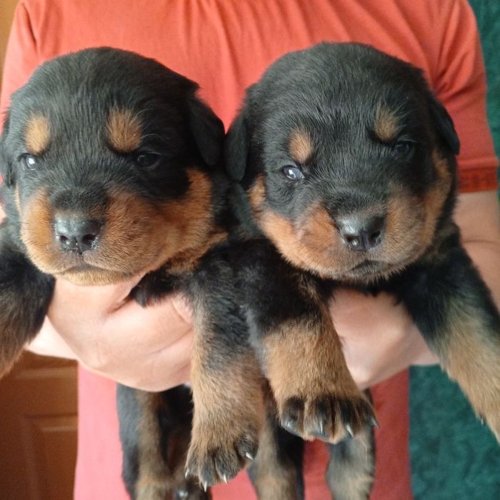 Цуценята ротвейлера