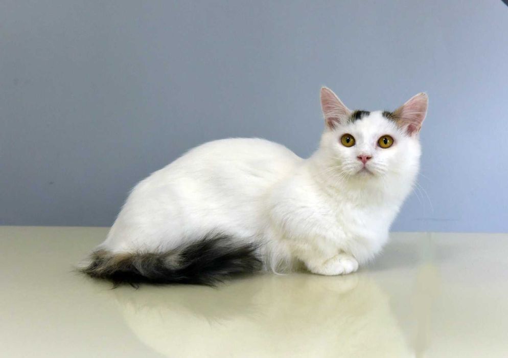 Манчкін хлопчик Генрі