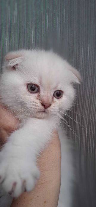 Шотландські котенята, котята
