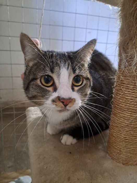 Gatos castrados para adoção