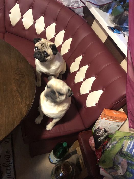 Вʼязка мопс. Щенята