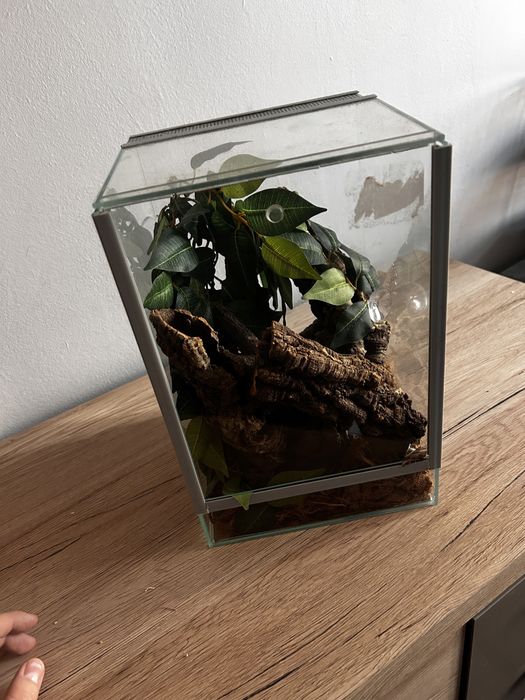 terrarium z dodtakami
