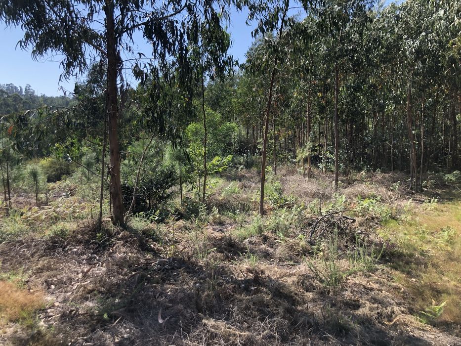 Venda Terreno rústico com mais de 2600 m2- Terra Feita Sao pedro d’arc