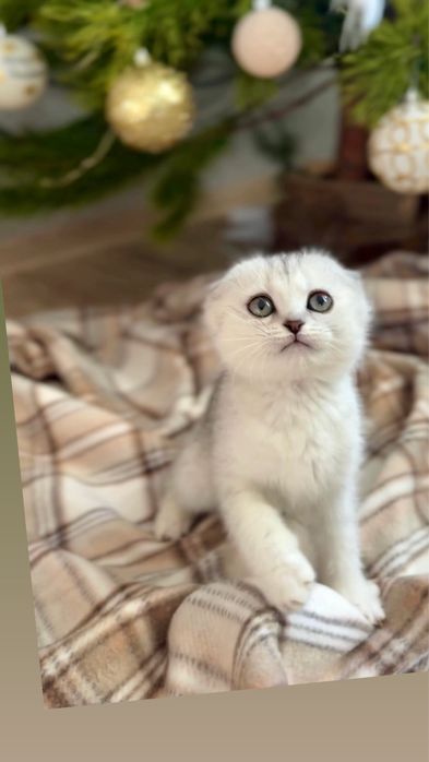 Висловуха шотландська киця шиншила срібляста срібна чистокровна