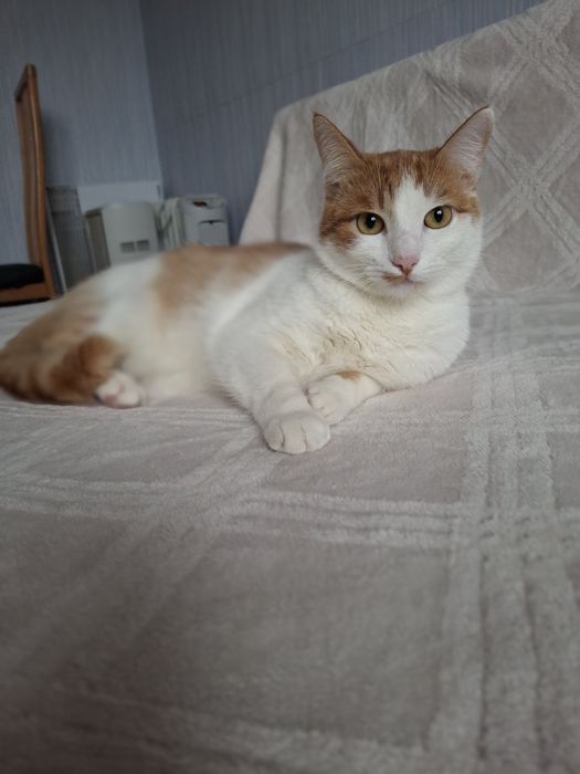 Кастрированный бело-рыжий котёнок-подросток ищет дом! Котята в хорошие