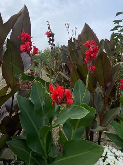 Кани вазони продам цибульки