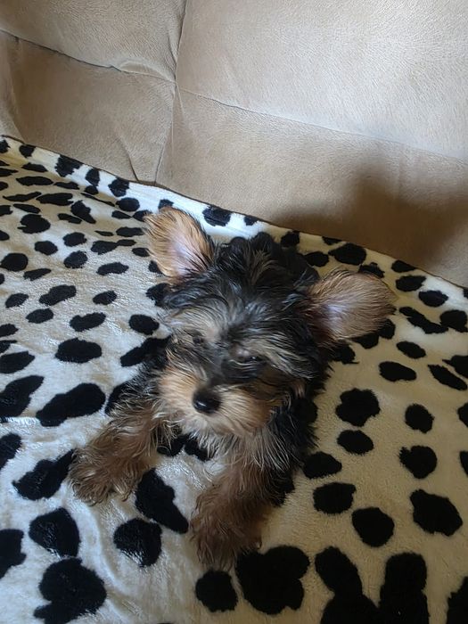 Yorkshire Terrier chłopczyk