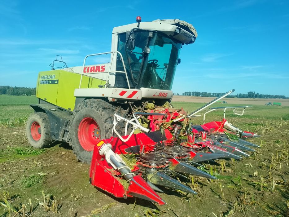 Zbiór kukurydza  trawy sieczkarnia Claas jaguar 890 900
