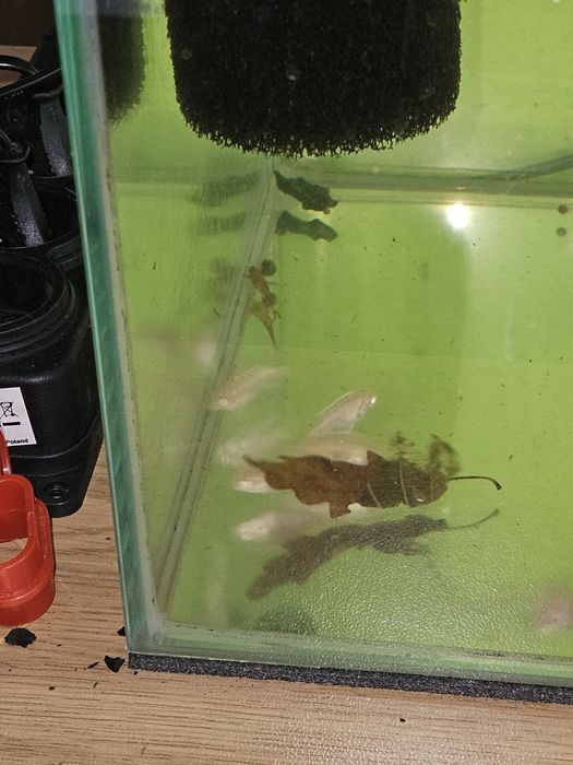 Barwniak czerwonobrzuchy albinos