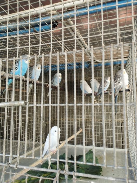 Piriquitos machos e fêmeas