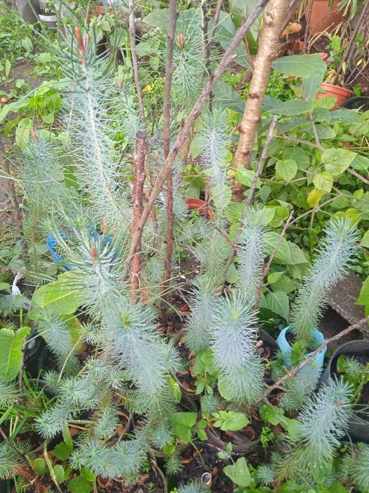 Pinheiros mansos de 2 anos. 30 a 60 centímetros