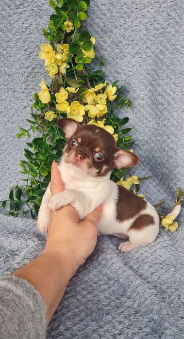 Excecional menina super mini mini Chihuahua/Chiuaua LinhagemRussa