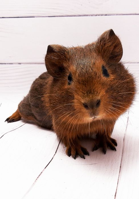 Морские свинки,клетки,корма,аксессуары