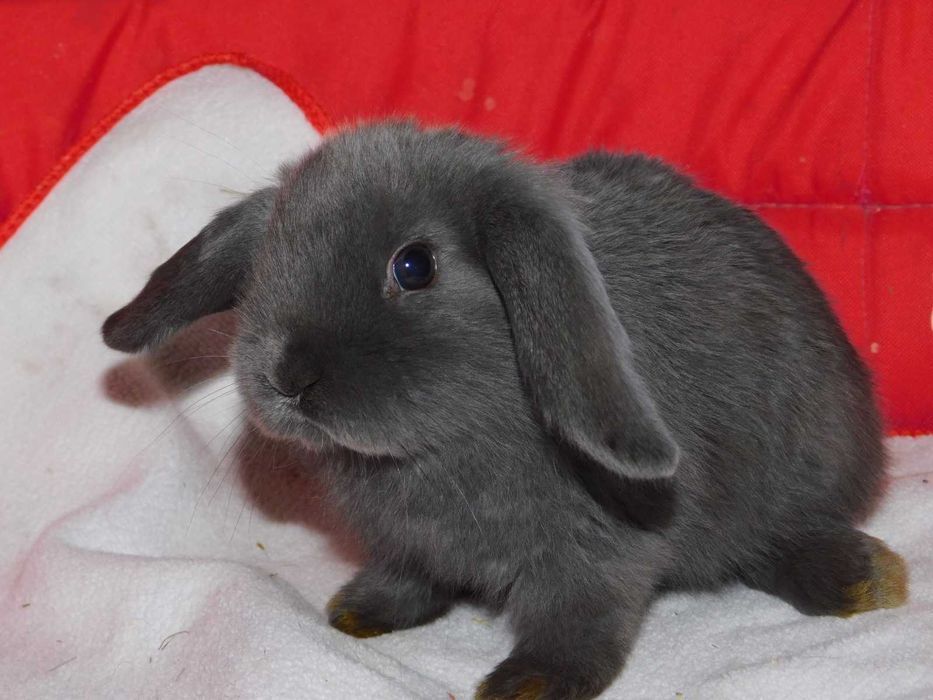 Niebieski baranek mini lop samiec
