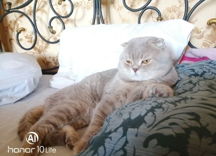 Скоттиш фолд, скоттиш фолд вязка