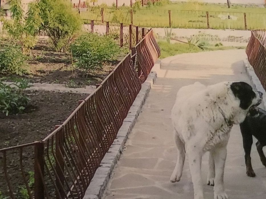 Металлический садовый забор