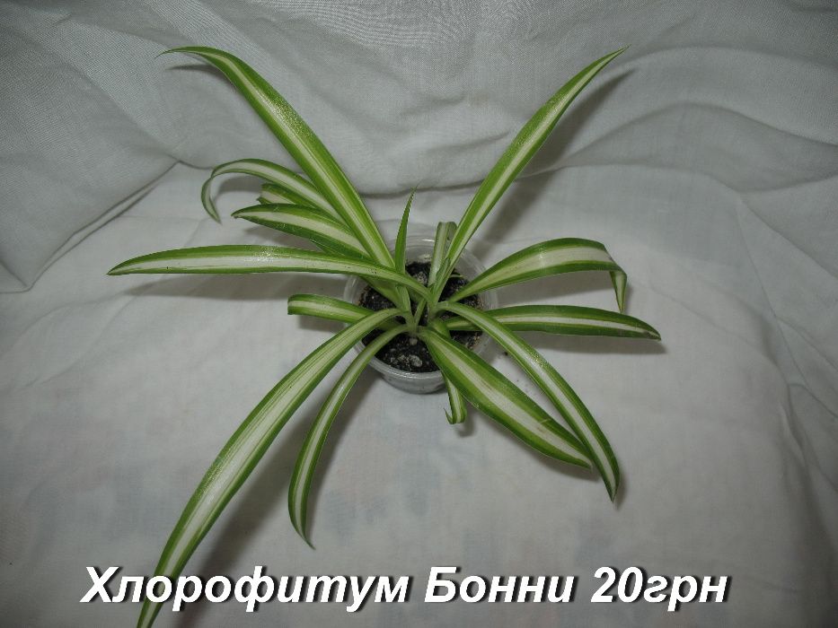 Бегонія завждиквітнуча