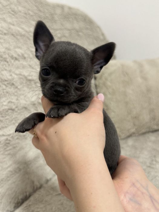 Piesek chihuahua XXS