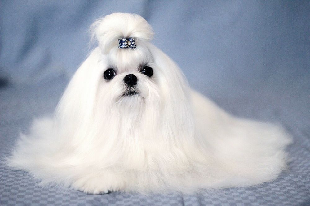 Кукольный мальчик -мальтезе(мальтийская б олонка)Корея 100%! 1,400кг.