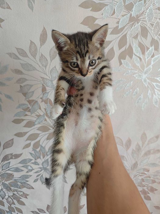 Отдам котят в Харькове