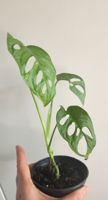 Monstera Monkey Mask sadzonka rosnąca
