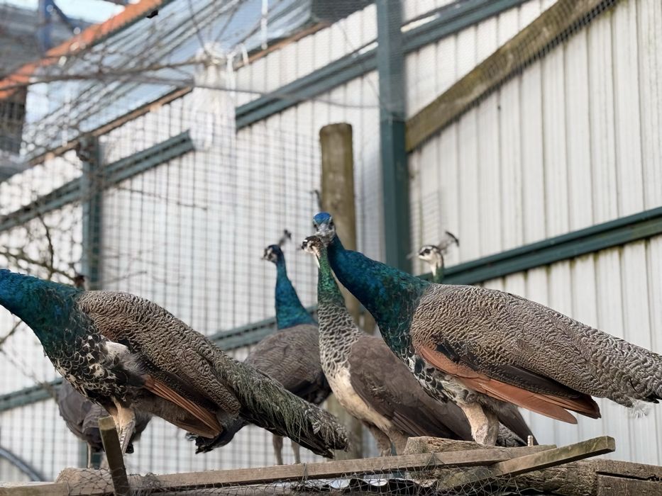 Pavoes azuis de 2025