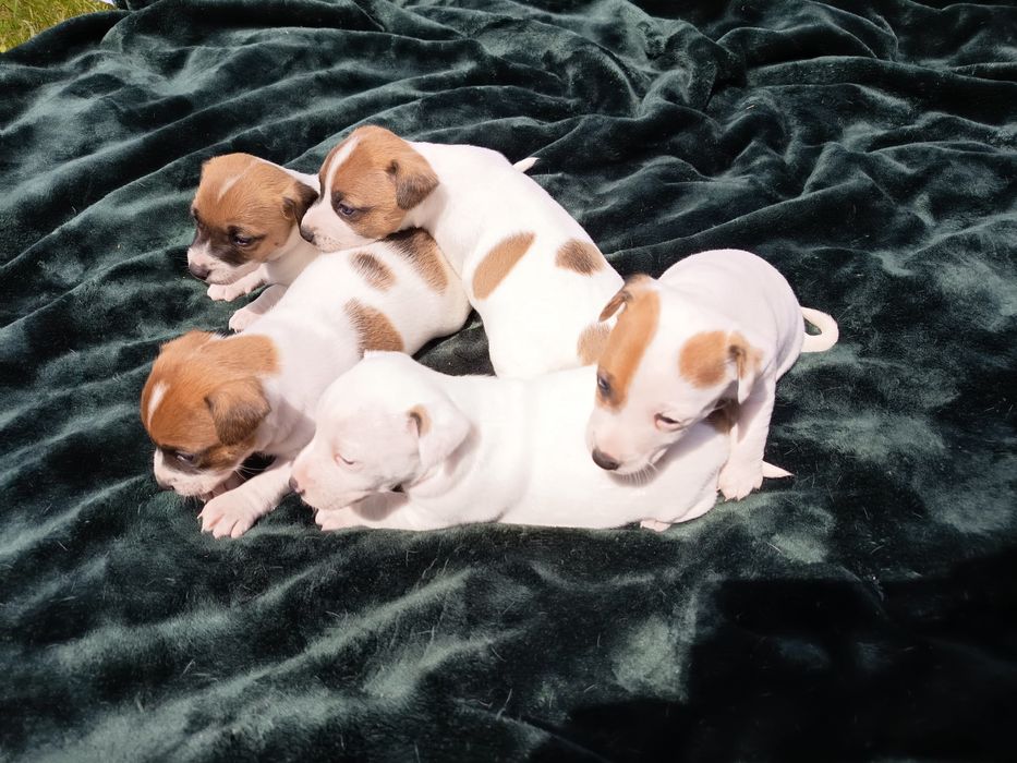 Jack Russell Terrier