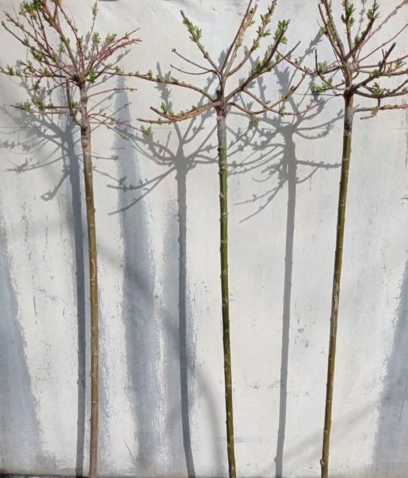 Верба хакуро-нішикіна штамбі