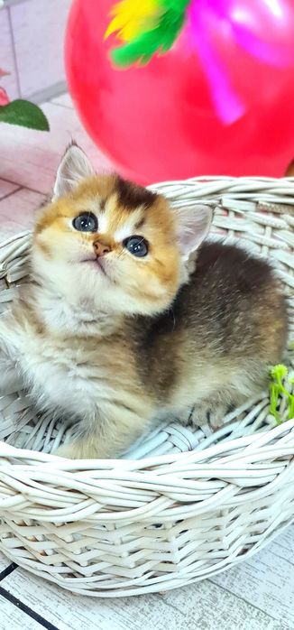 Шотландочка золота красунечка