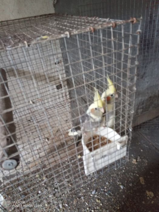 Vendo Caturras a partir de 20€