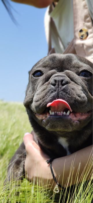 Французский бульдог