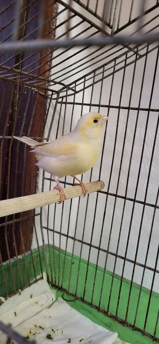 Canário macho  2025