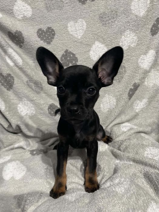 szczeniak do adopcji