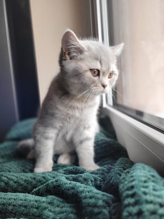 Kotek brytyjski krótkowłosy