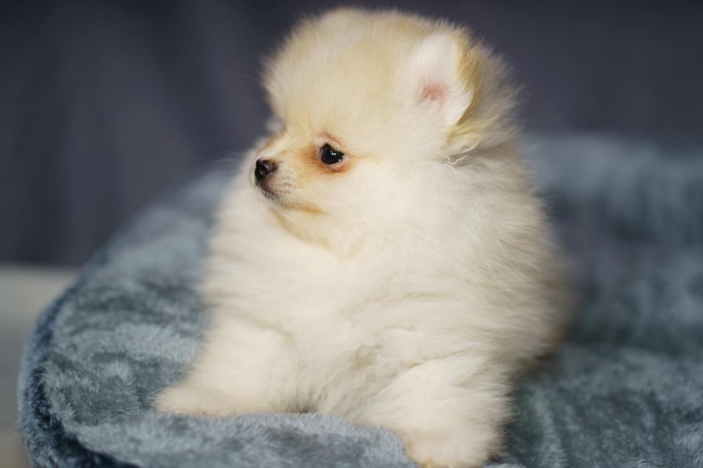 Pomeranian piesek