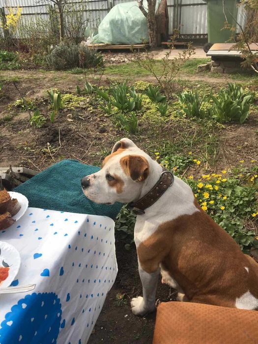 Чистокровні амстафи