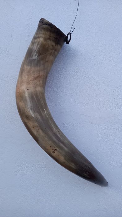 Corno com cerca de 60cm de comprimento