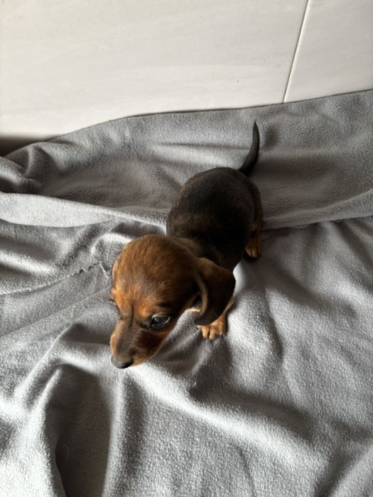 Teckel  miniatura pelo curto