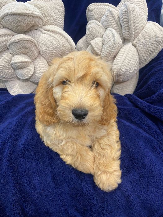 Sprzedam piękne cockapoo
