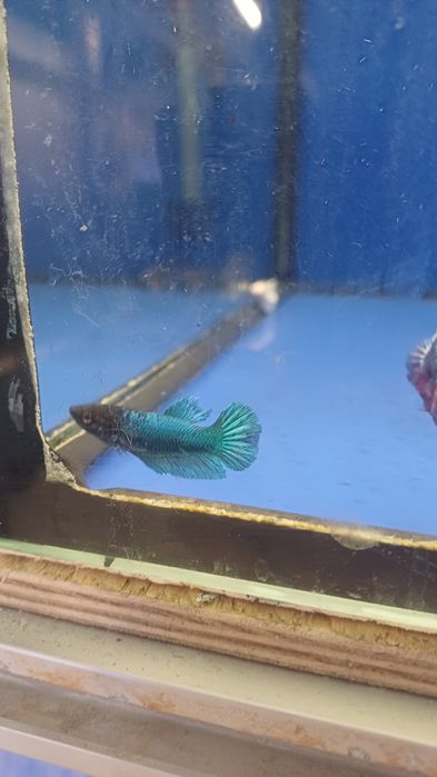 Rybki do akwarium - Samica bojownika Bojownik samice