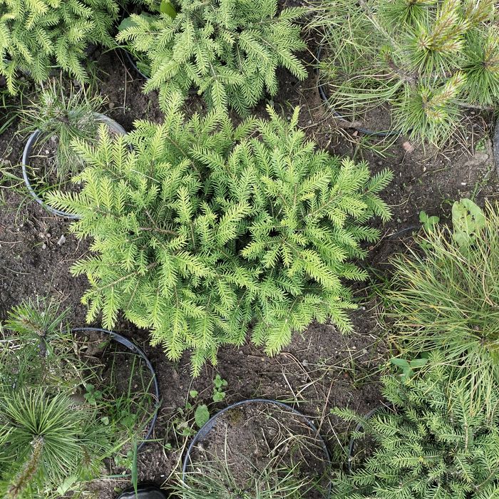 Świerk Nidiformis