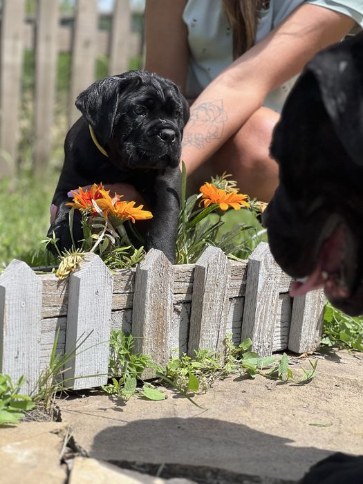 Цуценята кане корсо