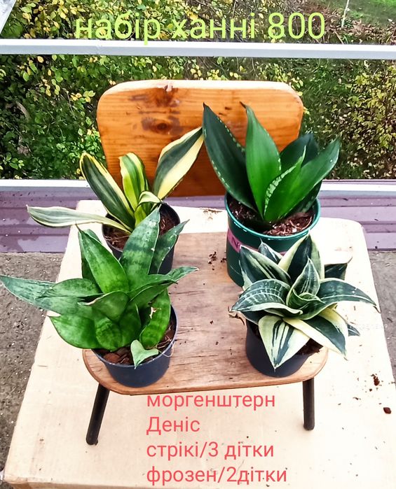 Сансевієрії ханні і інші